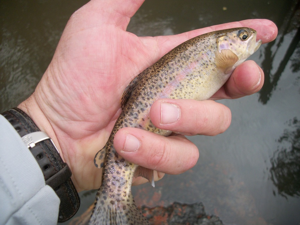 Ultralight Fly Fishing • Beaver Creek Wilderness Area. north of